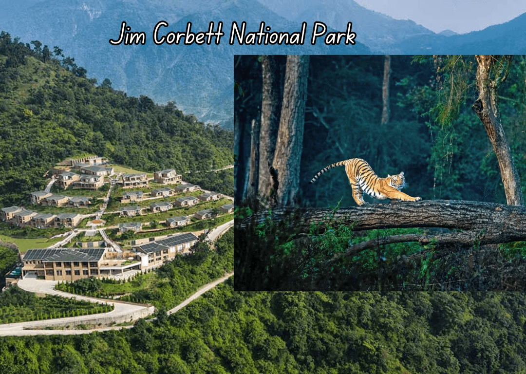 Wildlife at Jim Corbett National Park